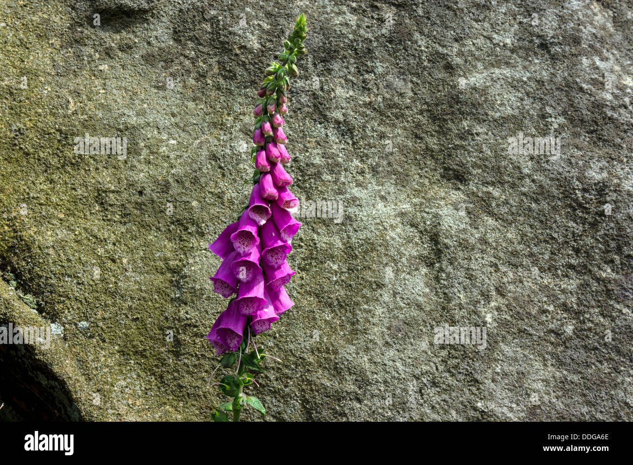 Einzigen Fingerhut lila Blumen, Digitalis Blume Frühling, Frühling Blume gegen Gritstone Felswand Stockfoto