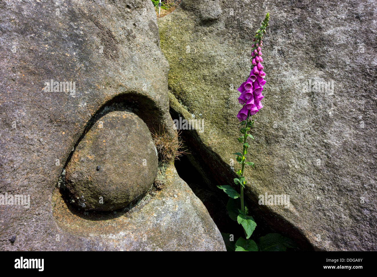 Blumen lila Fingerhut, Digitalis Blume Frühling, Frühling Blume, durch die Felswand Stockfoto