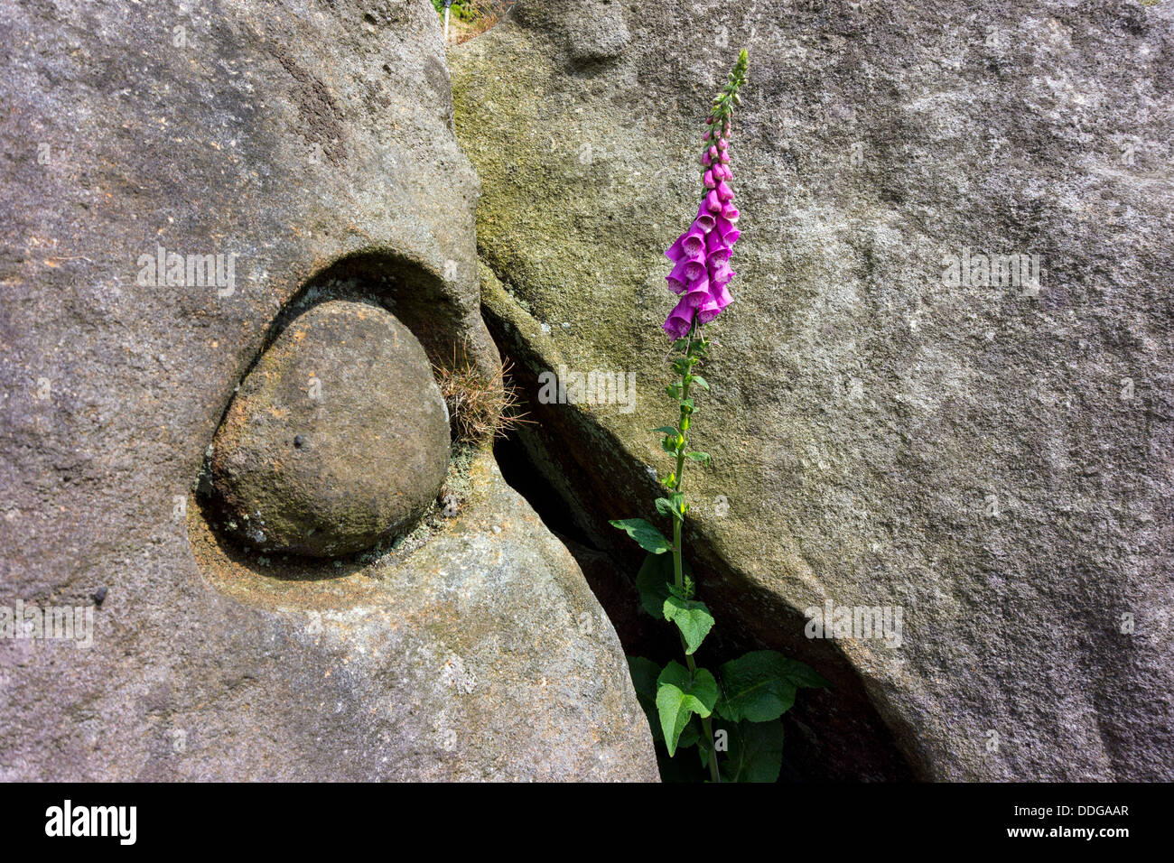 Blumen lila Fingerhut, Digitalis Blume Frühling, Frühling Blume durch die Felswand Stockfoto