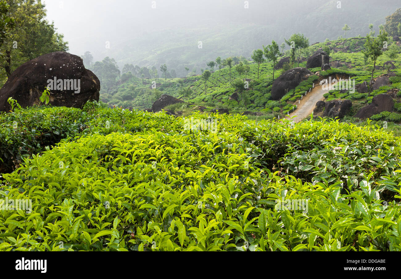 Tee-Plantage in den Kannan Devan Hügeln in Munnar, Kerala, Indien. Stockfoto