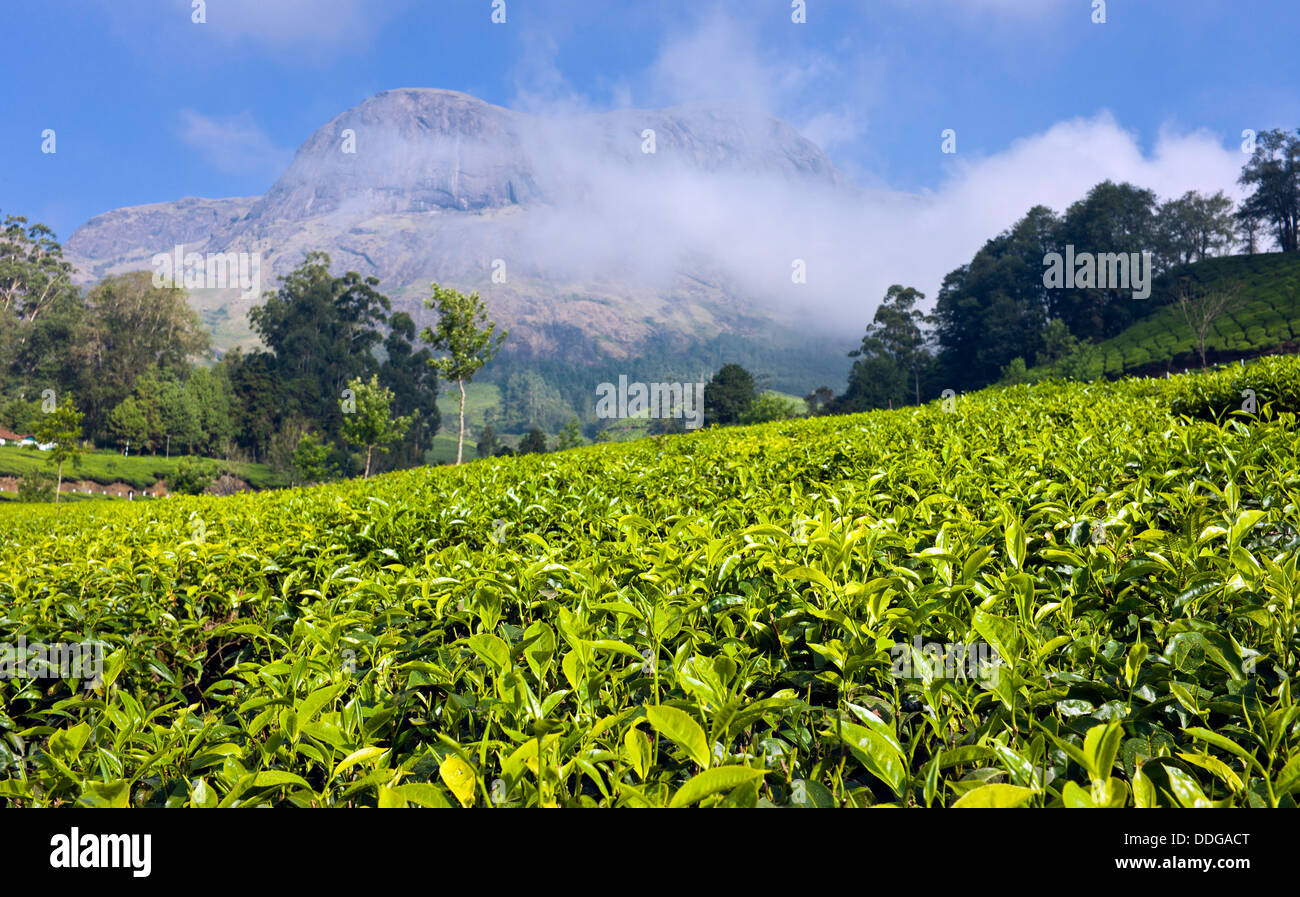 Teeplantage in Kannan Devan Hill in Munnar, Kerala, Indien. Stockfoto