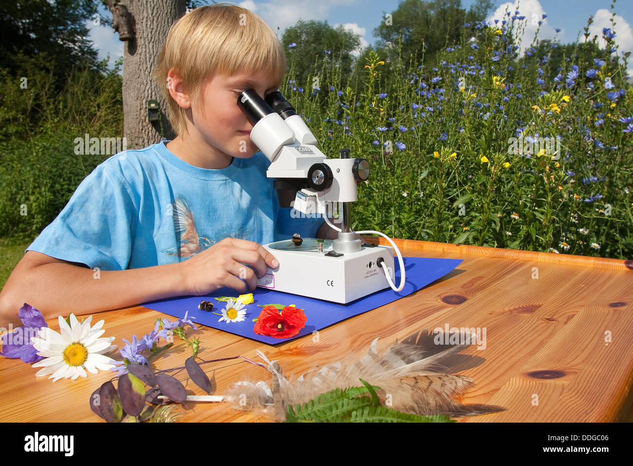 Kind, Kinder, binokulare Lupe Lupe, Kind, Mädchen, Kinder, Binokular, Stereolupe, Naturerlebnis, Natur erleben Stockfoto