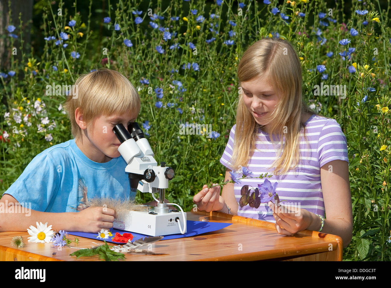 Kind, Kinder, binokulare Lupe Lupe, Kind, Mädchen, Kinder, Binokular, Stereolupe, Naturerlebnis, Natur erleben Stockfoto