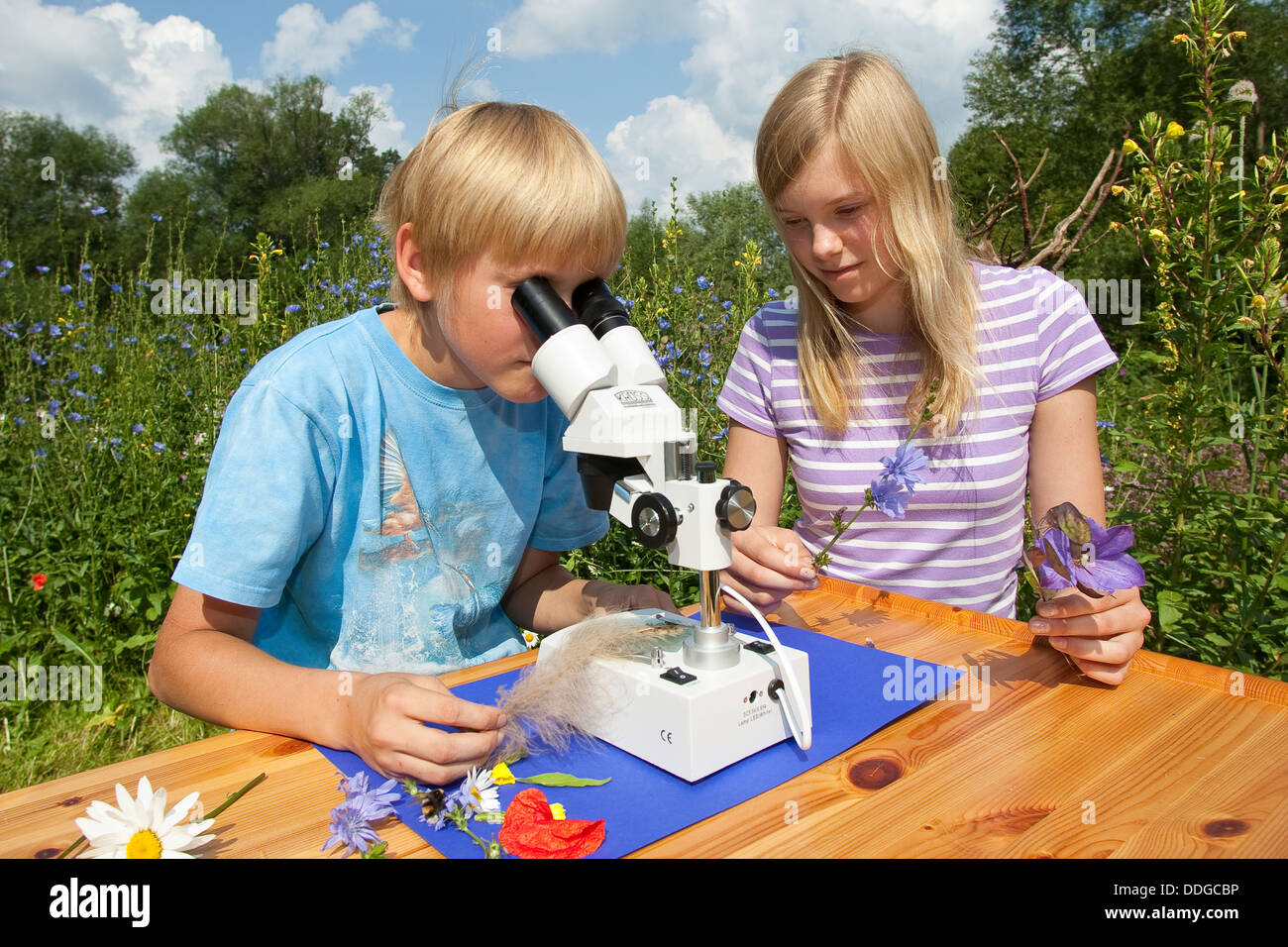 Kind, Kinder, binokulare Lupe Lupe, Kind, Mädchen, Kinder, Binokular, Stereolupe, Naturerlebnis, Natur erleben Stockfoto