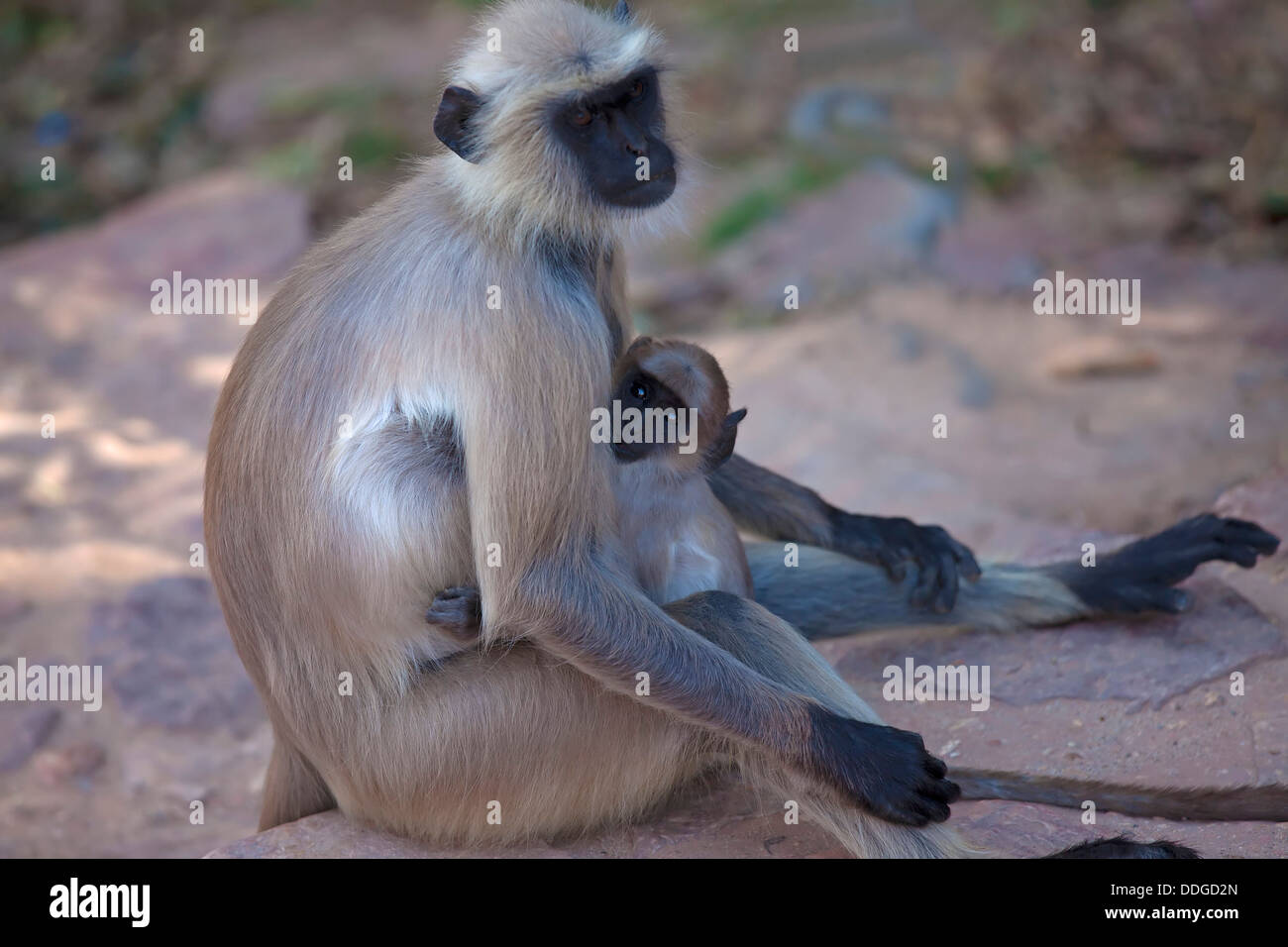 Langur Affe mit Baby Stockfoto