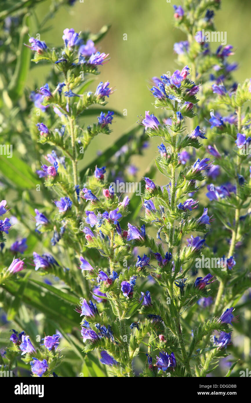 Viper's Bugloss (Blueweed), Echium Vulgare. Ort: Männliche Karpaty, Slowakei. Stockfoto