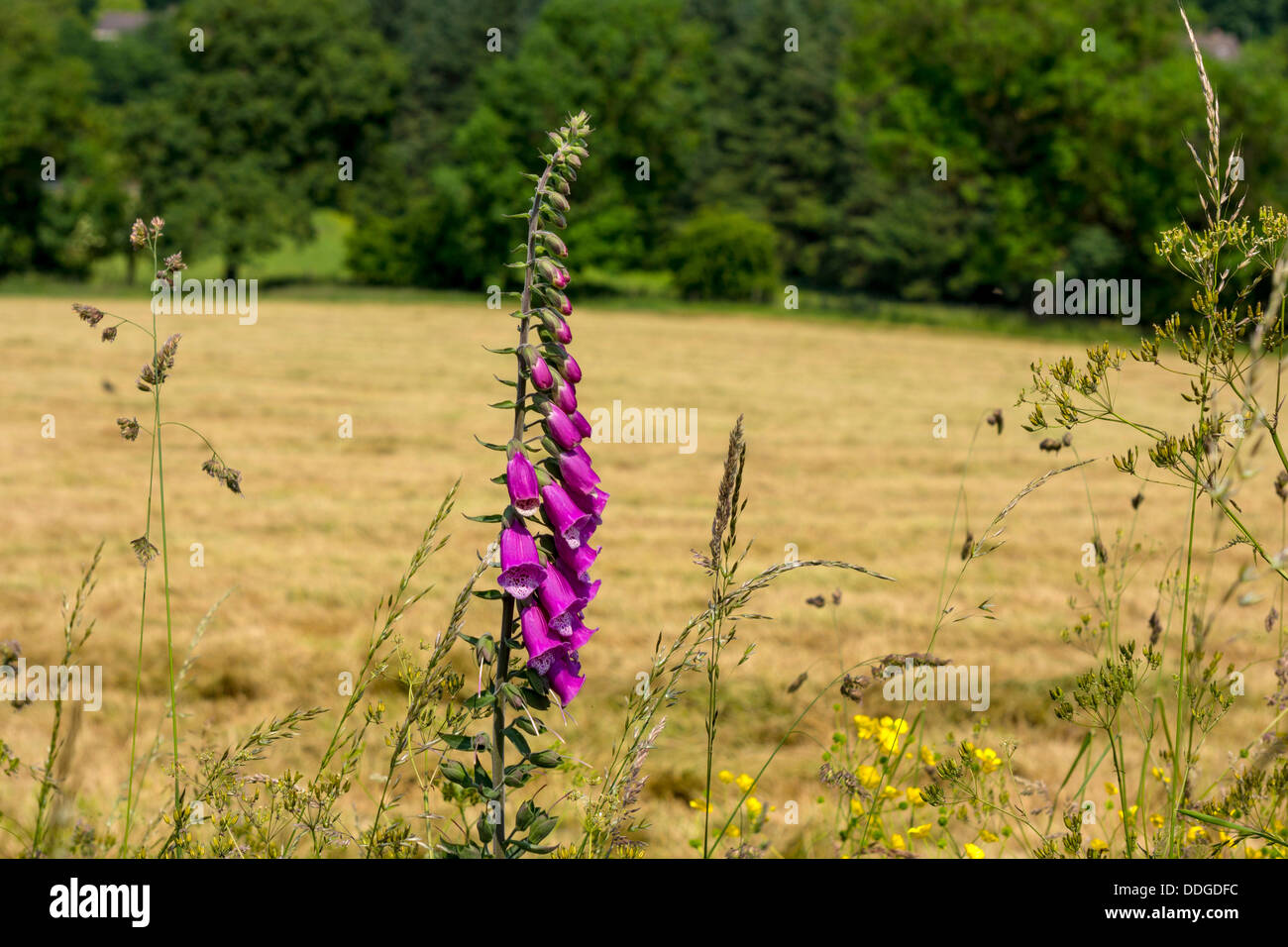 Purpurrote Fingerhut, Digitalis Blume Frühling, Frühling Blume, Wiese Stockfoto