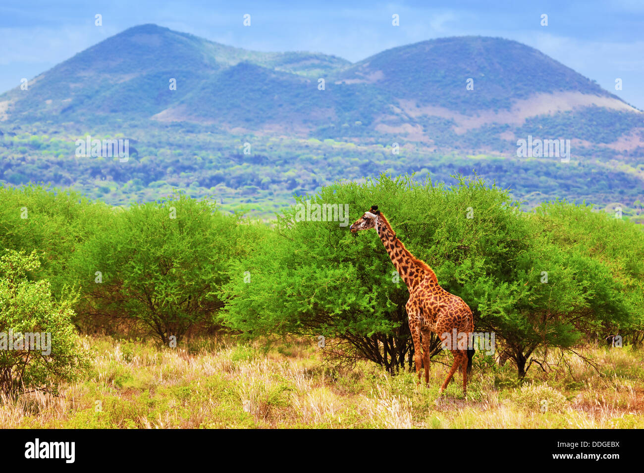 Giraffe im Tsavo West Nationalpark, Kenia, Afrika - afrikanische Tierwelt Stockfoto