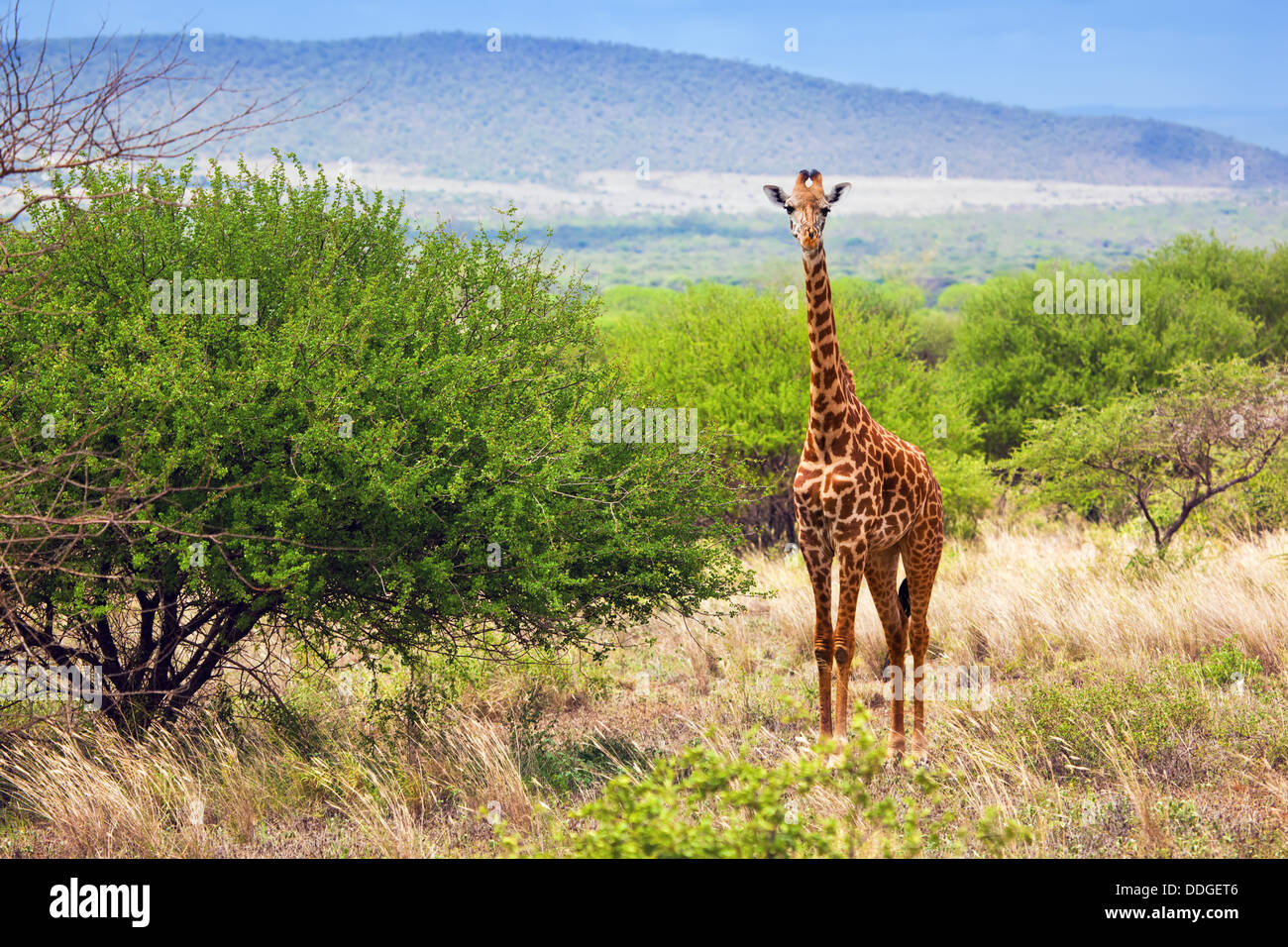 Giraffe stehend auf Grünland Savanne im Tsavo West Nationalpark, Kenia, Afrika Stockfoto