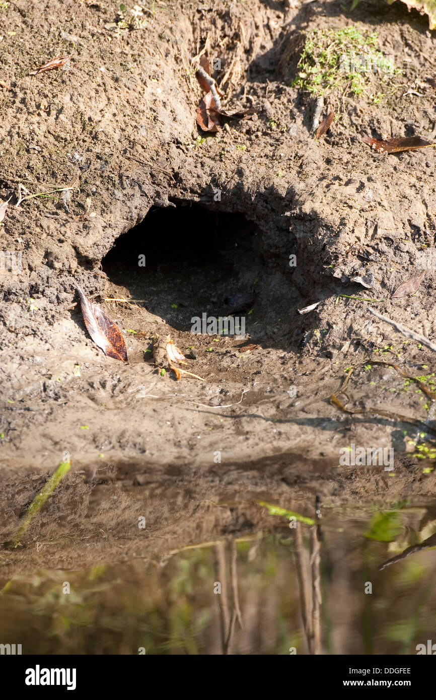 Bisamratte, Höhle, Rattenloch, Rattenloch, Bisamratte, Bisam, Bisam-Ratte, Bau, Eingang, Loch, Tierbau, Ondatra Zibethicus, Ratte Musqué Stockfoto