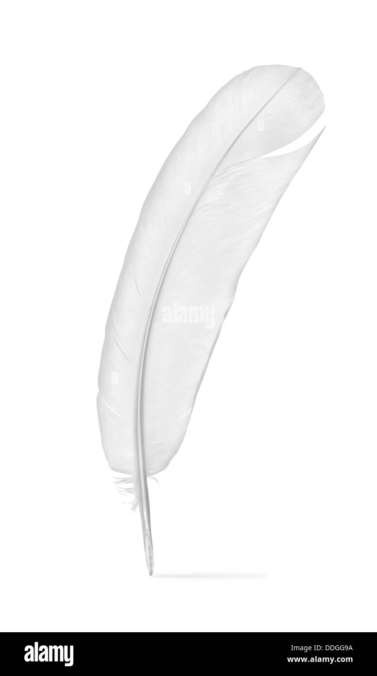 Feder von einer Taube Stockfoto