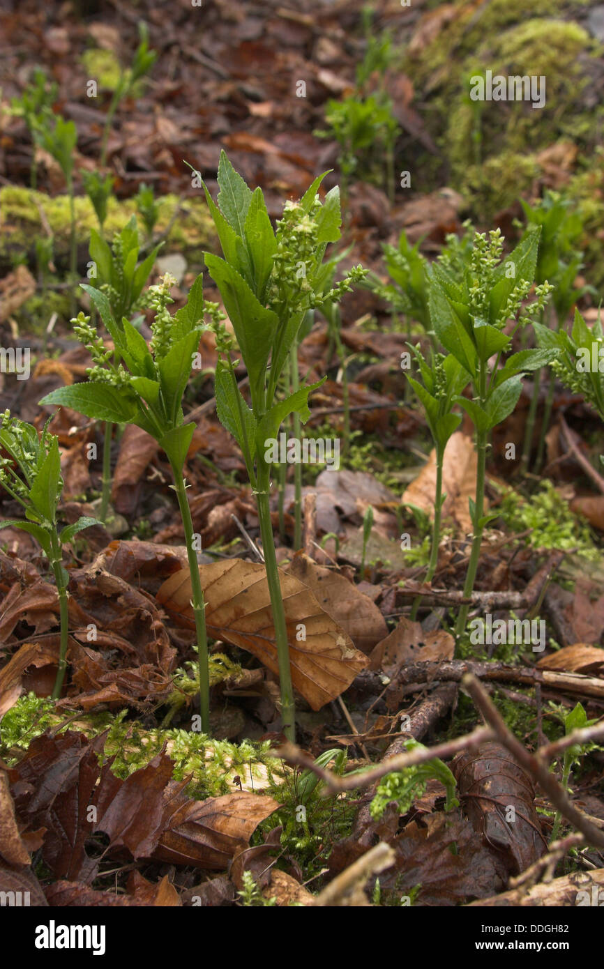 Dog' s Merkur, Ausdauerndes Bingelkraut, Wald-Bingelkraut, Mercurialis perennis, Mercuriale pérenne Stockfoto