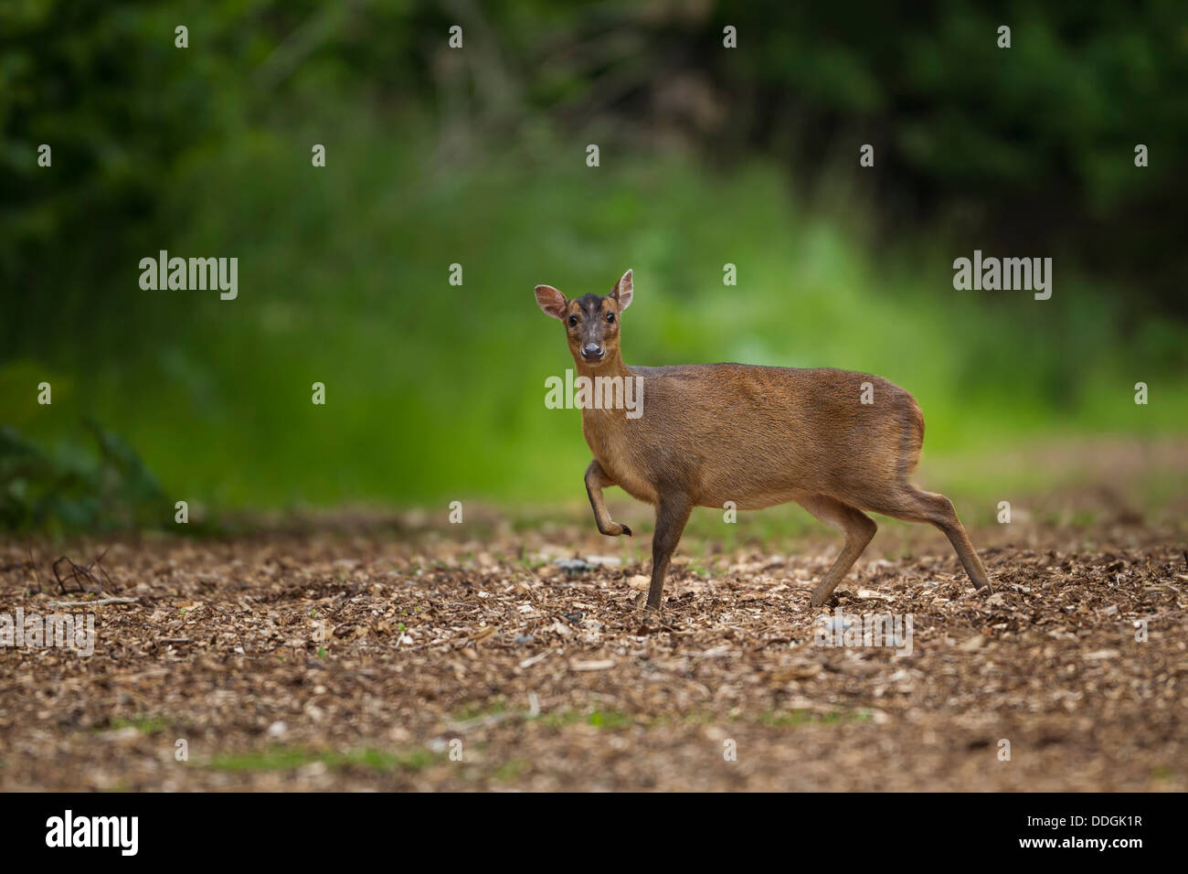 Deer Muntjak (Muntiacus Reevesi) - UK Stockfoto