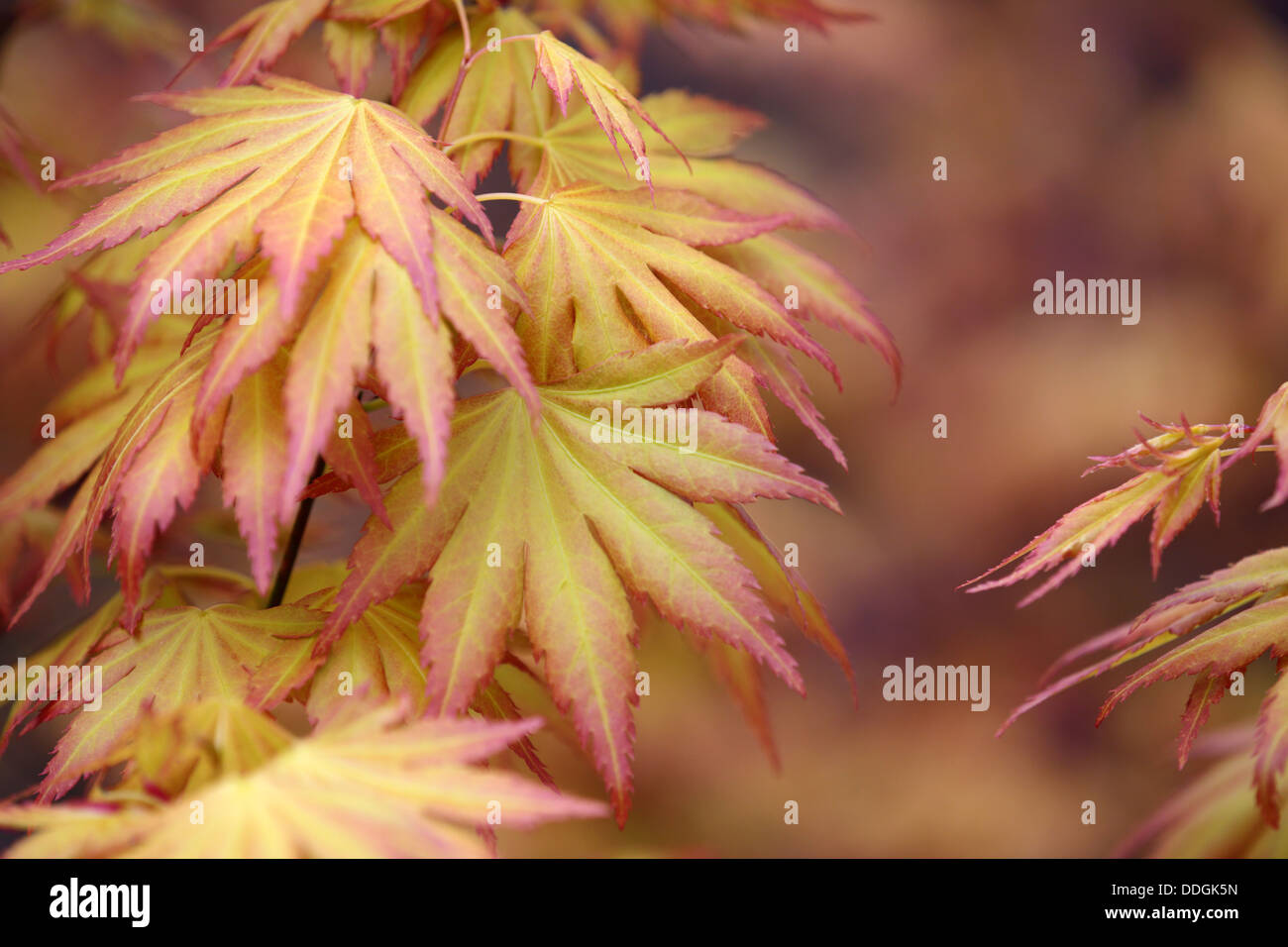 Ahorn-Blätter; UK Stockfoto