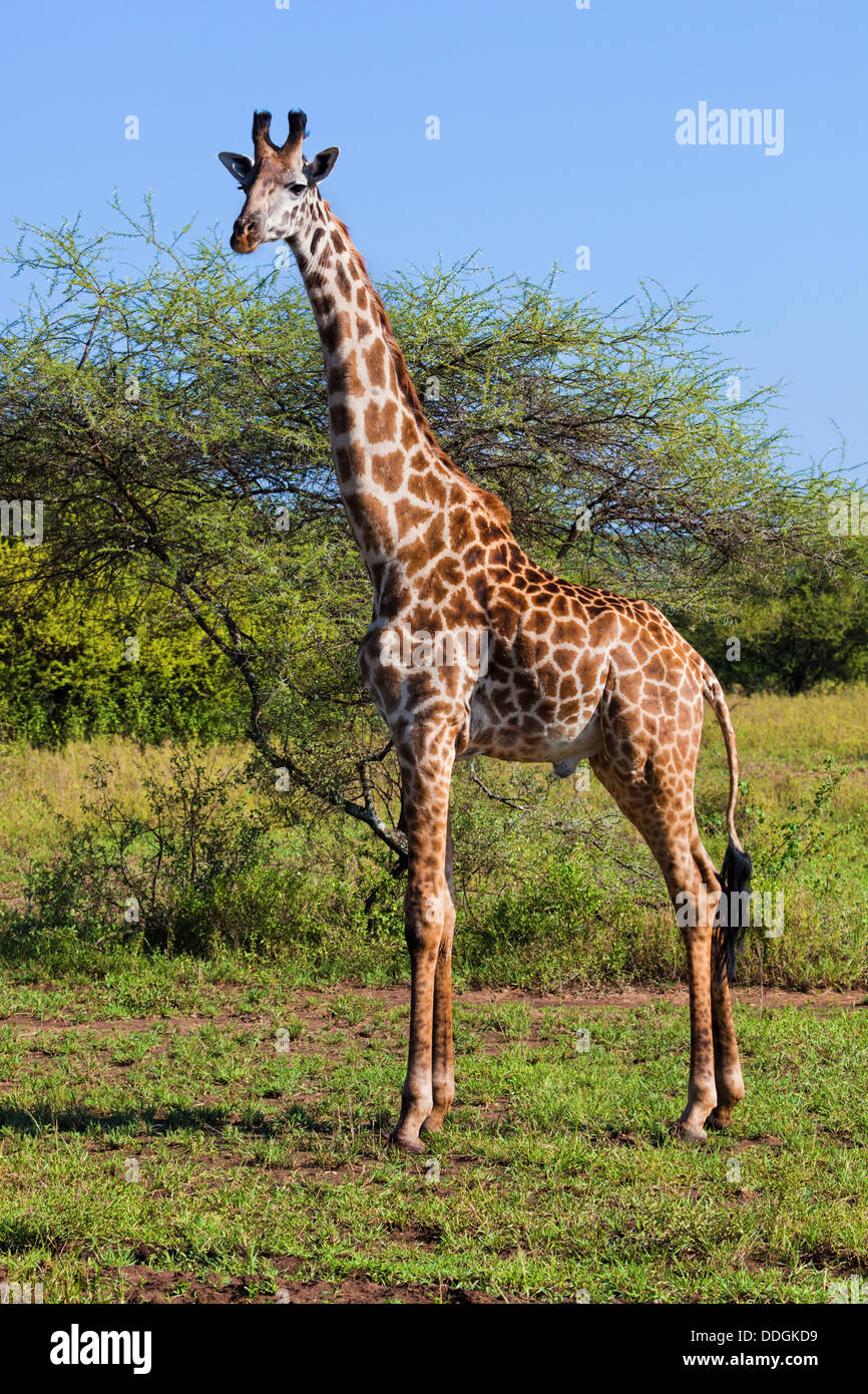 Giraffe im Serengeti Nationalpark, Tansania, Afrika Stockfoto