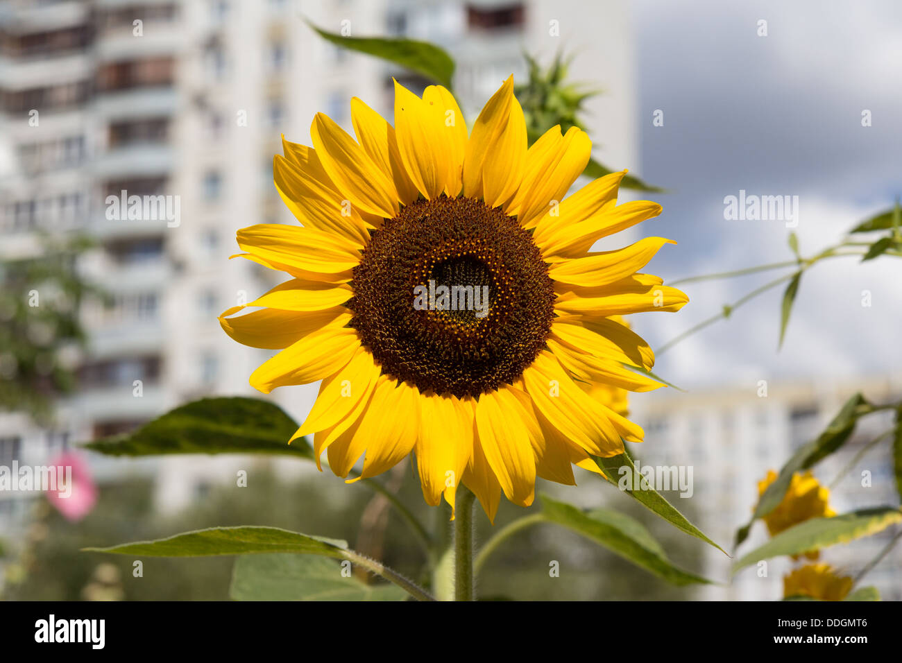 Nahaufnahme Foto Sonnenblume mit städtischen Hintergrund Stockfoto