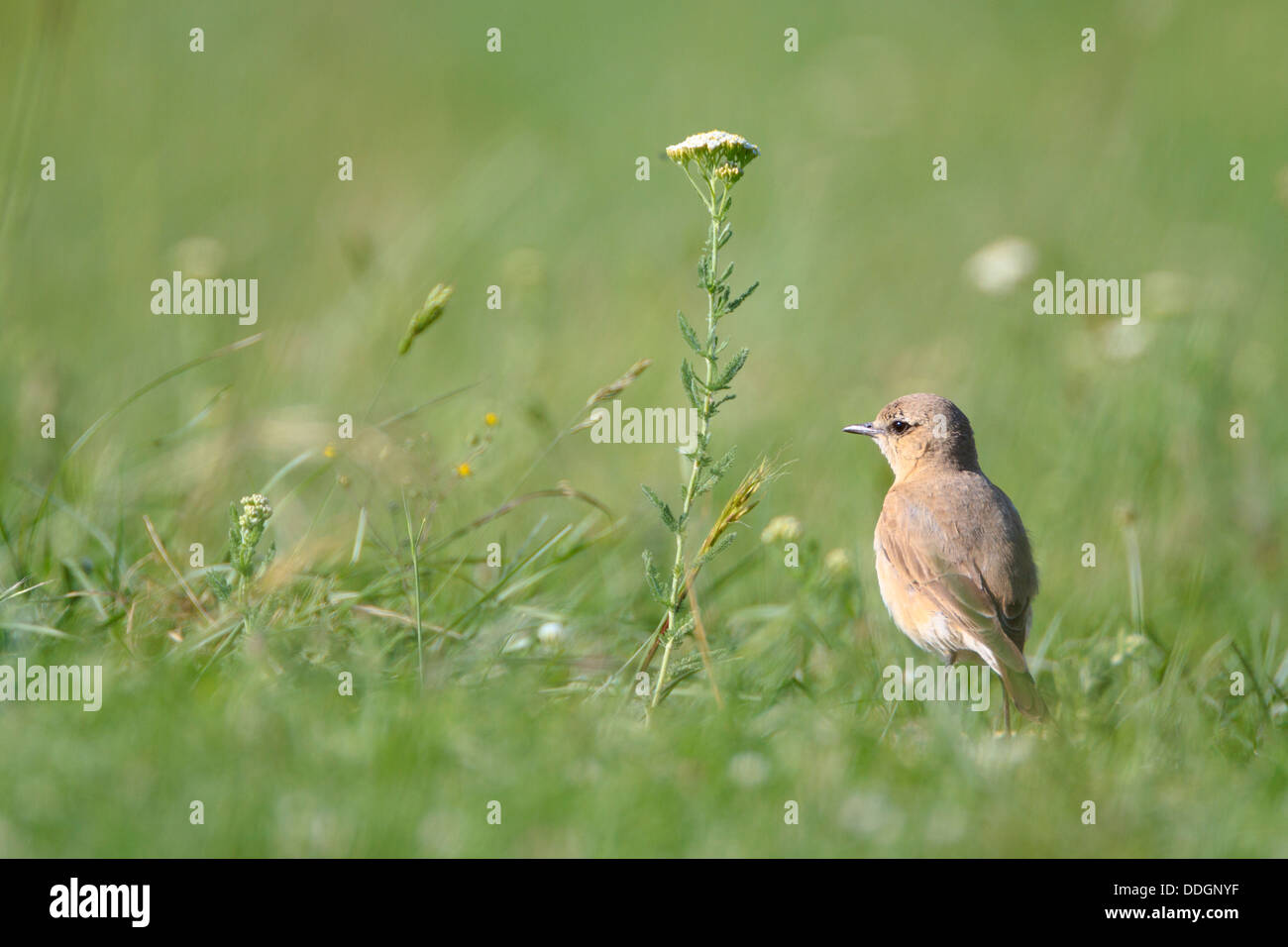 Isabellinische Steinschmätzer (Oenanthe Isabellina) stehen auf grasbewachsenen Boden. Zentralen Balkan Nationalpark. Bulgarien. Stockfoto