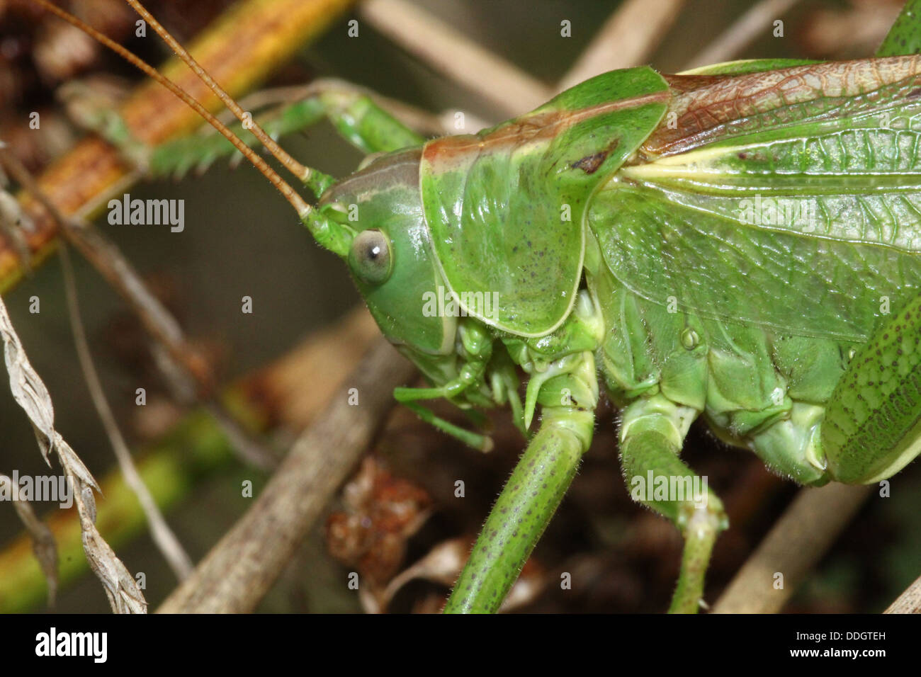 Weiblichen europäischen Great Green Bush Cricket (Tettigonia Viridissima) Inm Nahaufnahme. Stockfoto
