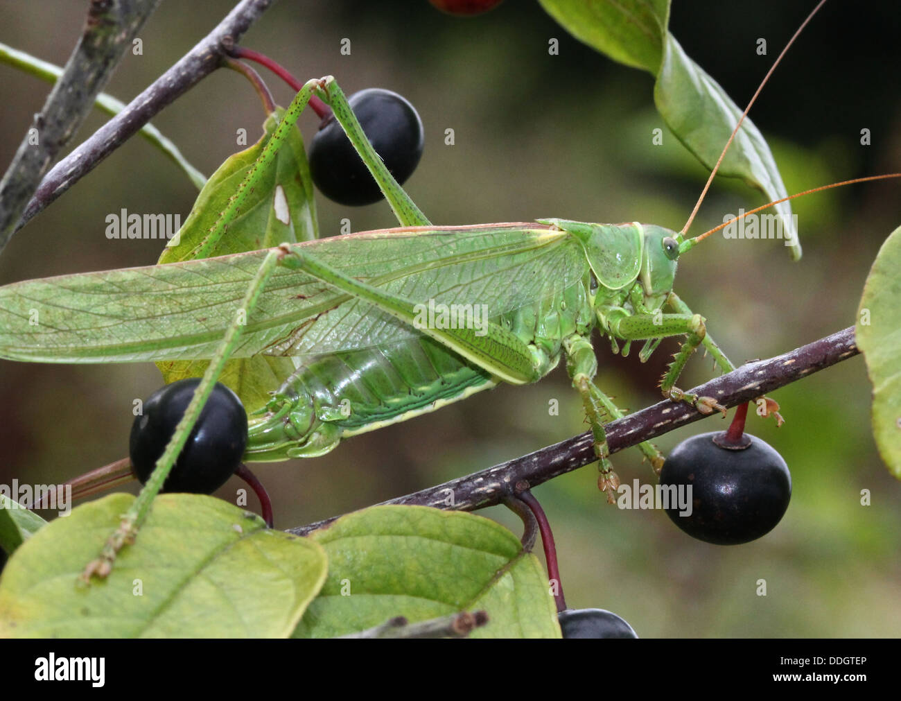 Weiblichen europäischen Great Green Bush Cricket (Tettigonia Viridissima) Inm Nahaufnahme. Stockfoto