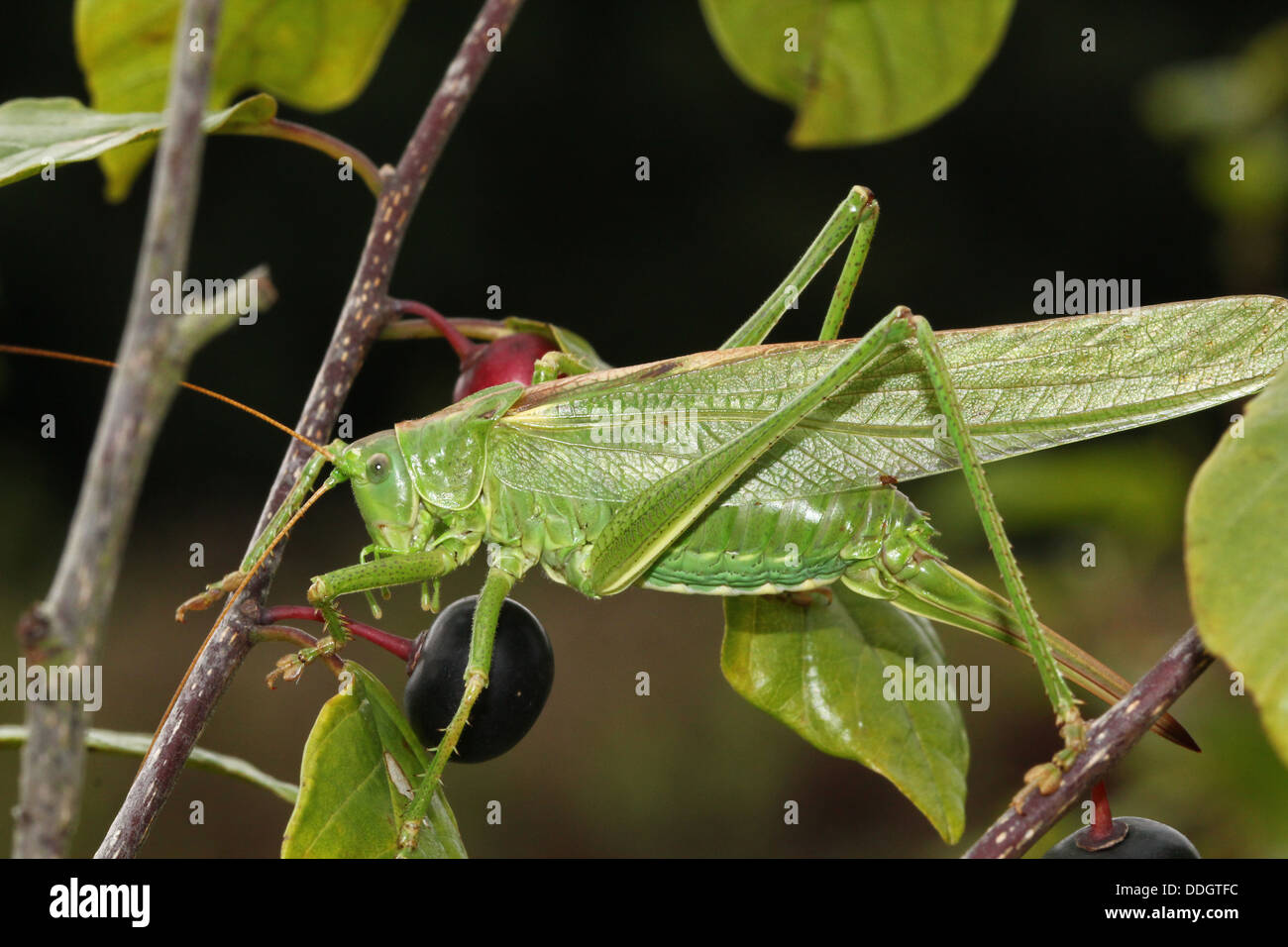 Weiblichen europäischen Great Green Bush Cricket (Tettigonia Viridissima) Inm Nahaufnahme. Stockfoto