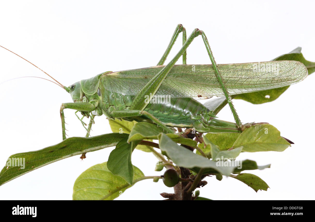 Weiblichen europäischen Great Green Bush Cricket (Tettigonia Viridissima) Inm Nahaufnahme. Stockfoto