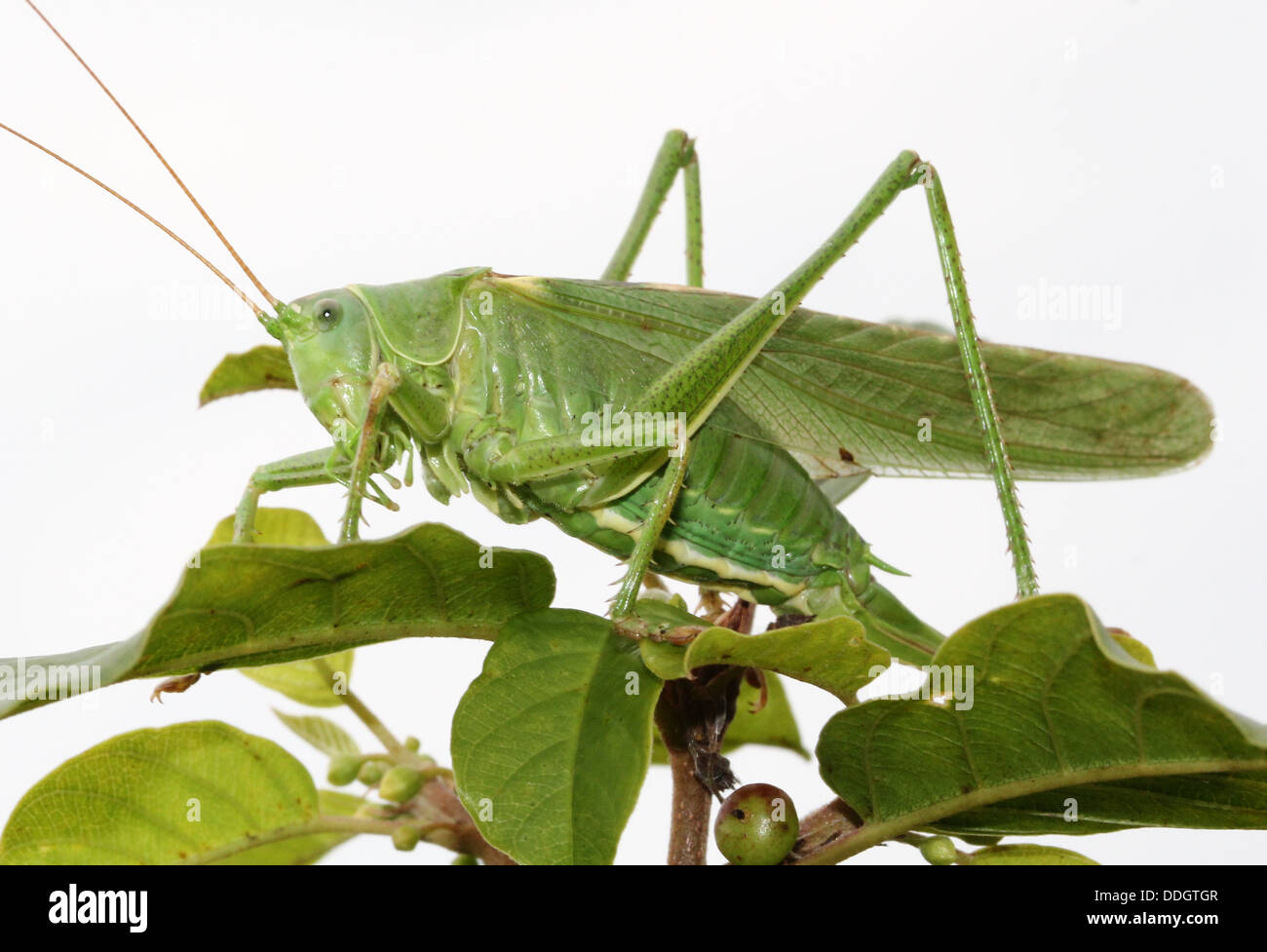 Weiblichen europäischen Great Green Bush Cricket (Tettigonia Viridissima) Inm Nahaufnahme. Stockfoto