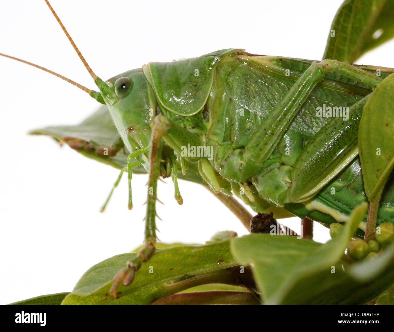 Weiblichen europäischen Great Green Bush Cricket (Tettigonia Viridissima) Inm Nahaufnahme. Stockfoto