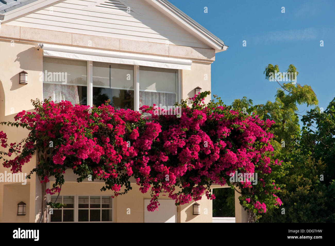 Schönen Bougainvillea-Blüten in einem Spa in Providenciales, Turks- & Caicos Stockfoto