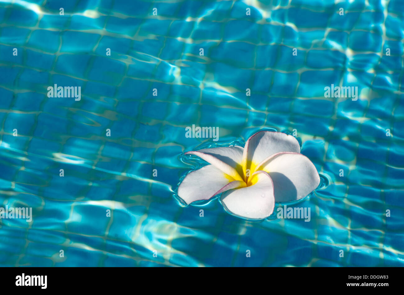 Frangipani Blume Stockfoto