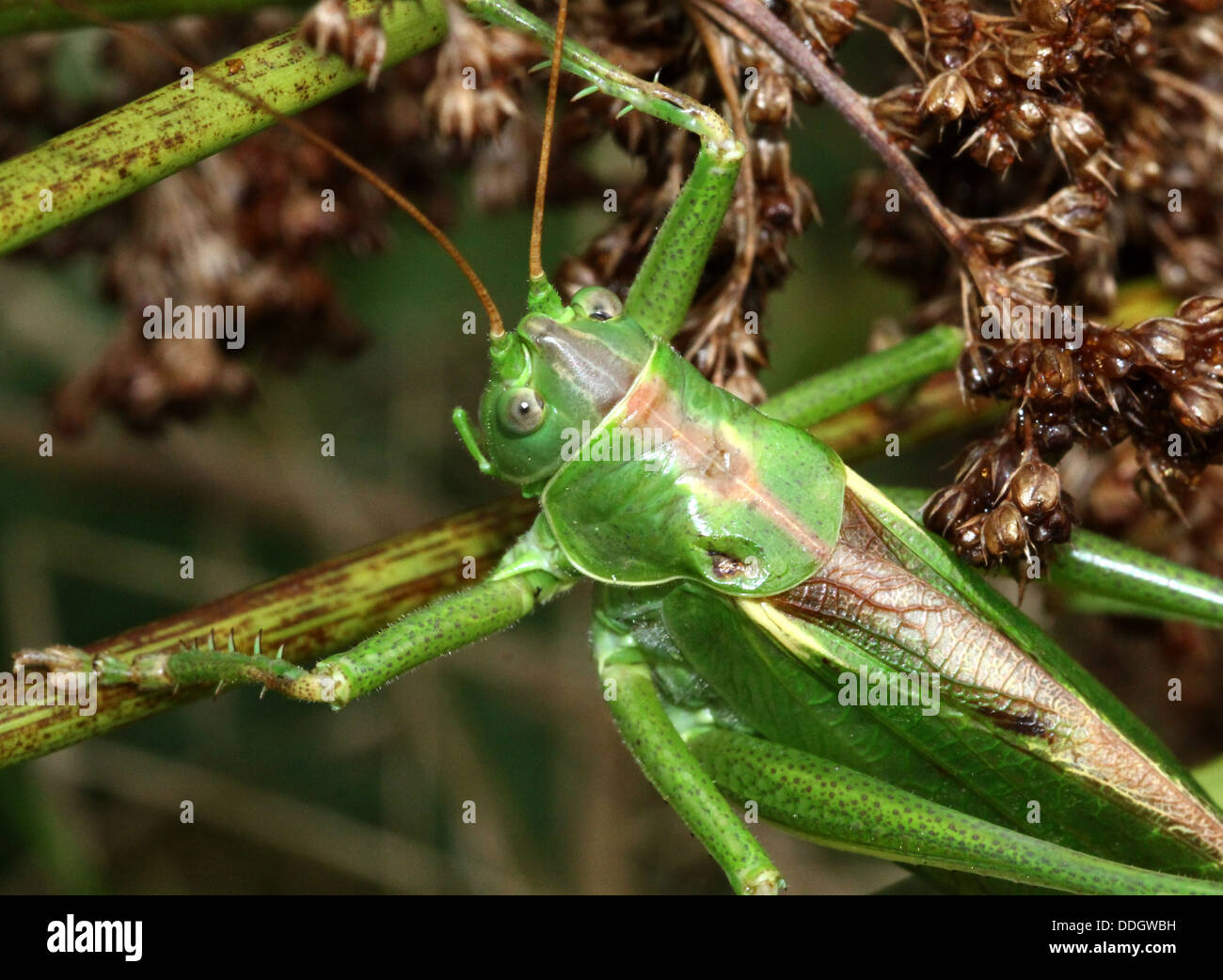 Detaillierte Reihe von Makros einer weiblichen Great Green Bush Grille (Tettigonia Viridissima) Stockfoto