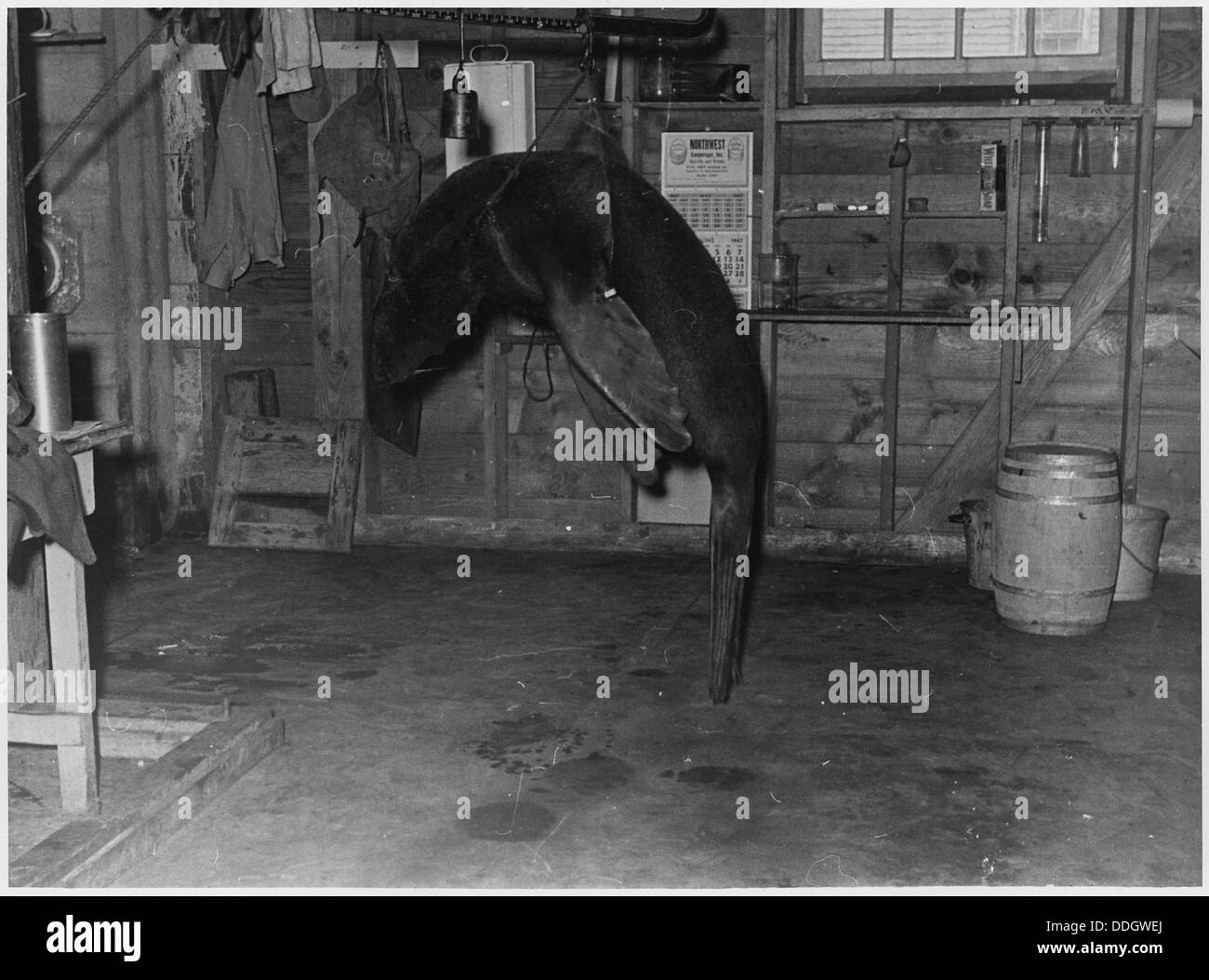 Ein Foto einer toten Robbe, die gewogen wird, wahrscheinlich Teil einer Forschungs- oder Umweltstudie. Das Bild zeigt die Meeresbiologie und die Naturschutzbemühungen. Stockfoto