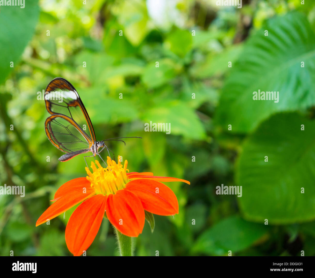 Glasswing Butterfly (Greta Oto). Stockfoto
