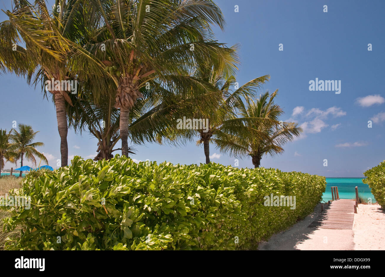 Palm Bäumen gesäumten Weg zum Strand von Grace Bay, Providenciales, Turks- & Caicos Stockfoto