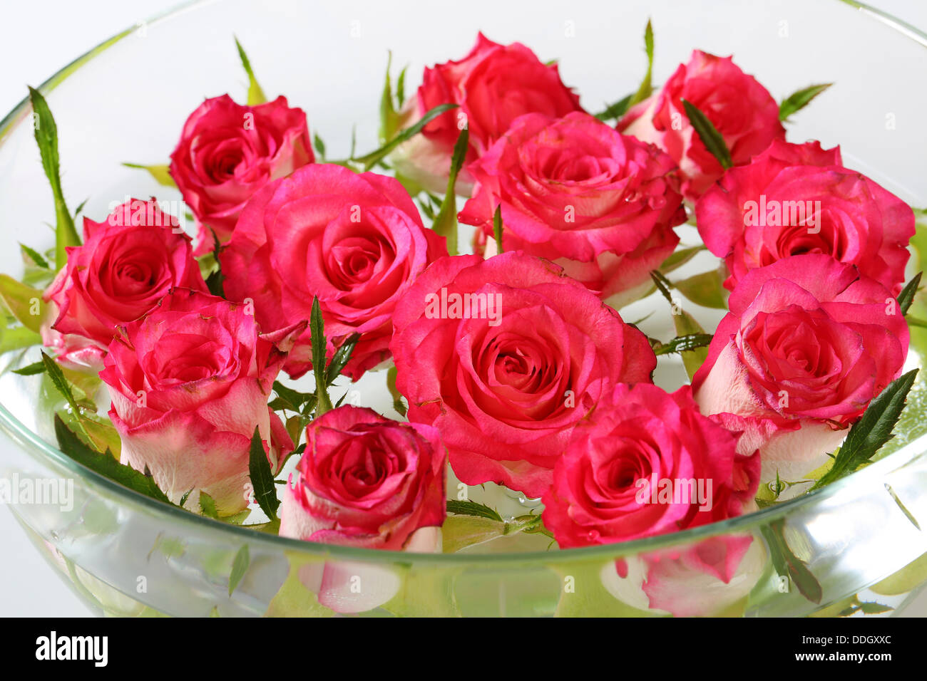 Roses in a bowl -Fotos und -Bildmaterial in hoher Auflösung – Alamy