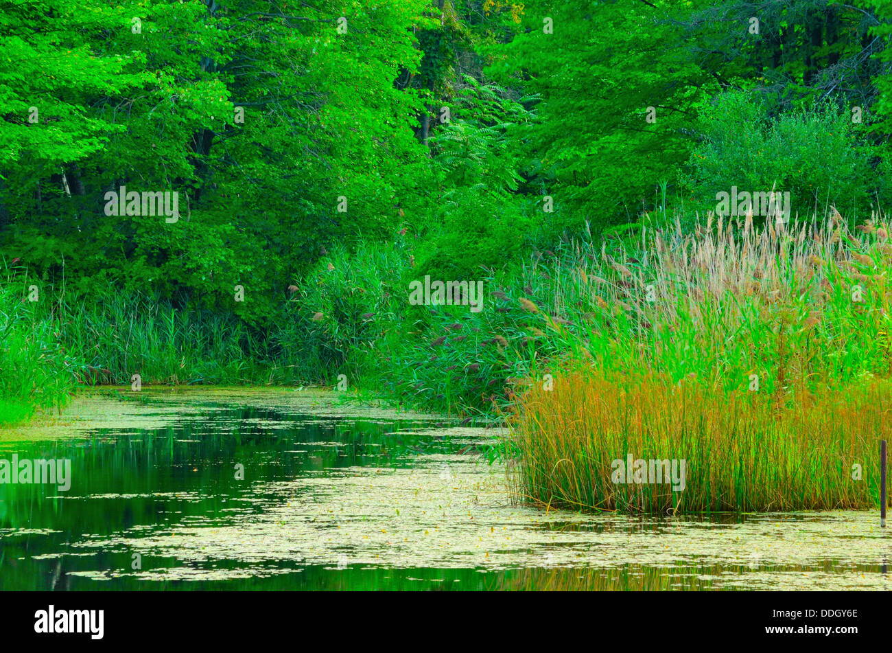Eine grüne Sumpflandschaft im späten Sommer. Stockfoto