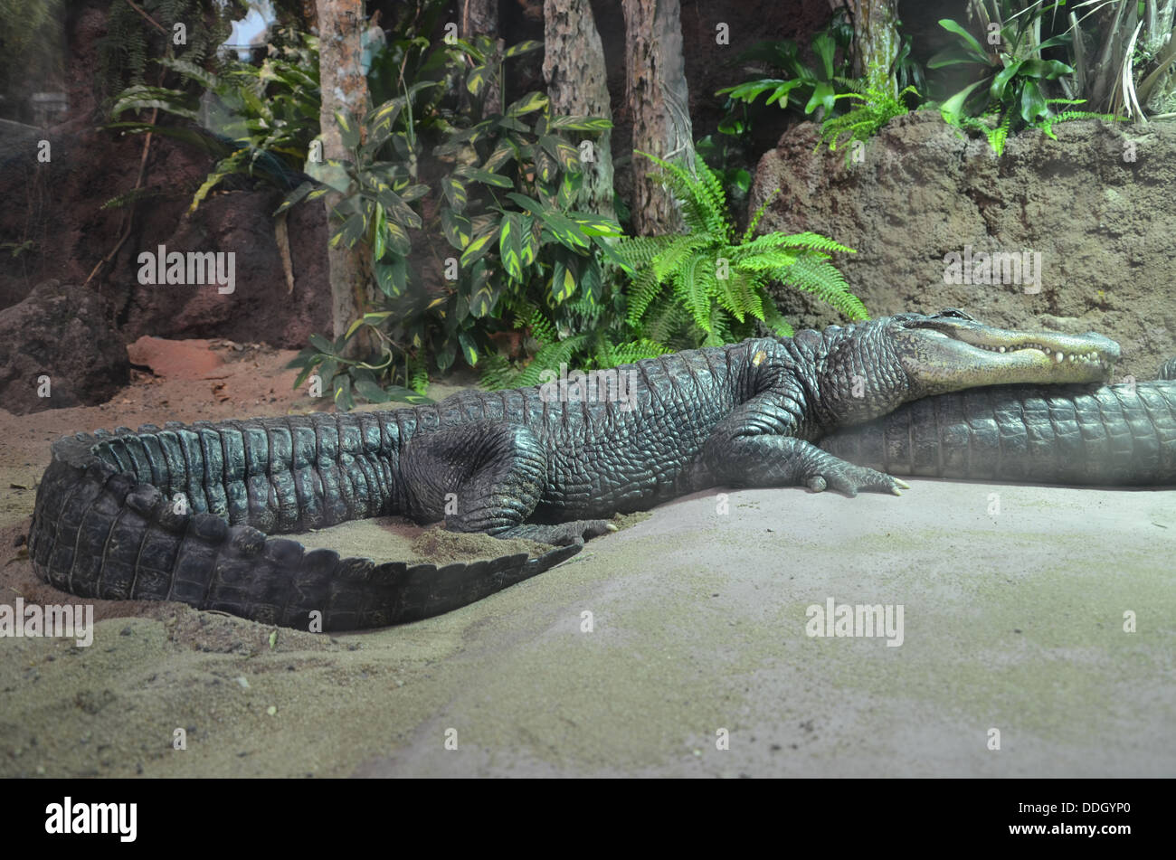 Der 1911 gegründete Münchner Zoo Hellabrunn war der erste Geo-Zoo weltweit. Tiere leben je nach ihrer geographischen Verteilung in komplexen Gemeinschaften. Stockfoto