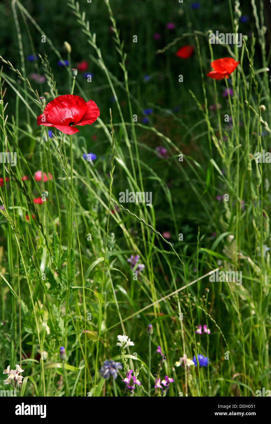 Mohn Stockfoto