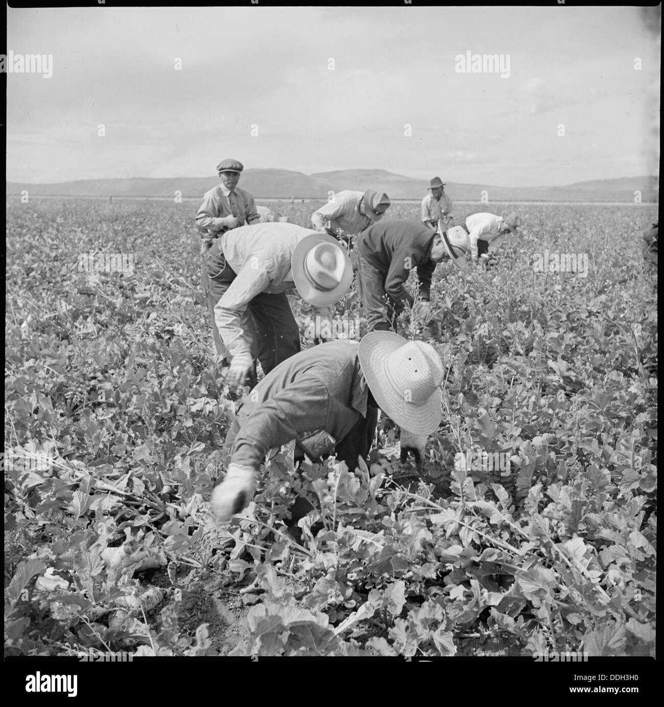 Tule See Relocation Center, Newell, Kalifornien. Rüben ernten. 538306 Stockfoto