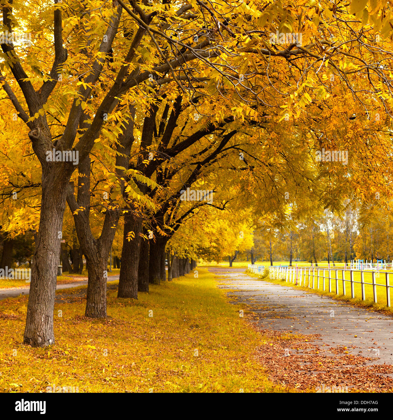 Herbst im park Stockfoto