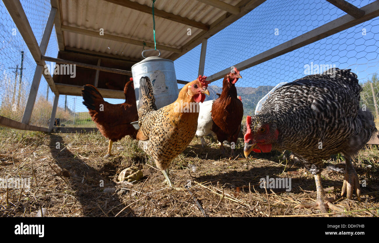 Hühner in einem tragbaren "Huhn Traktor" auf einer Farm in Oregon Wallowa Valley. Stockfoto