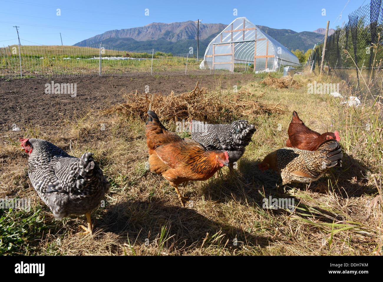 Erbe-Hühner auf einer Farm in Oregon Wallowa Valley. Stockfoto