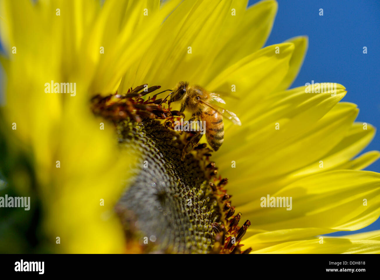 Biene auf Sonnenblume auf einer Farm in Oregon Wallowa Valley. Stockfoto