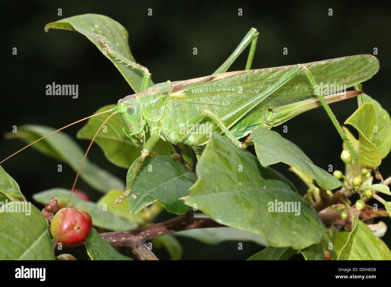 Detaillierte Reihe von Makros einer weiblichen Great Green Bush Grille (Tettigonia Viridissima) Stockfoto