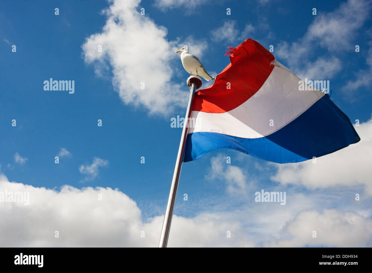 Möwe am Fahnenmast mit niederländischer Flagge Stockfoto