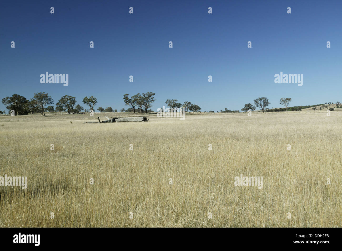 Eine typische australische Landschaft mit trockenen Gras- und Gum Bäumen am Horizont. Stockfoto