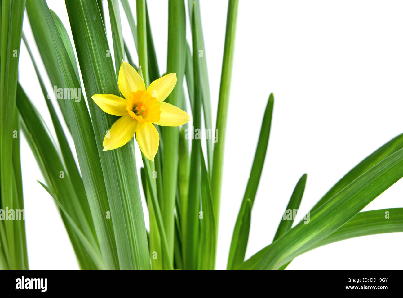 Narzisse, isoliert auf weiss Stockfotografie Alamy