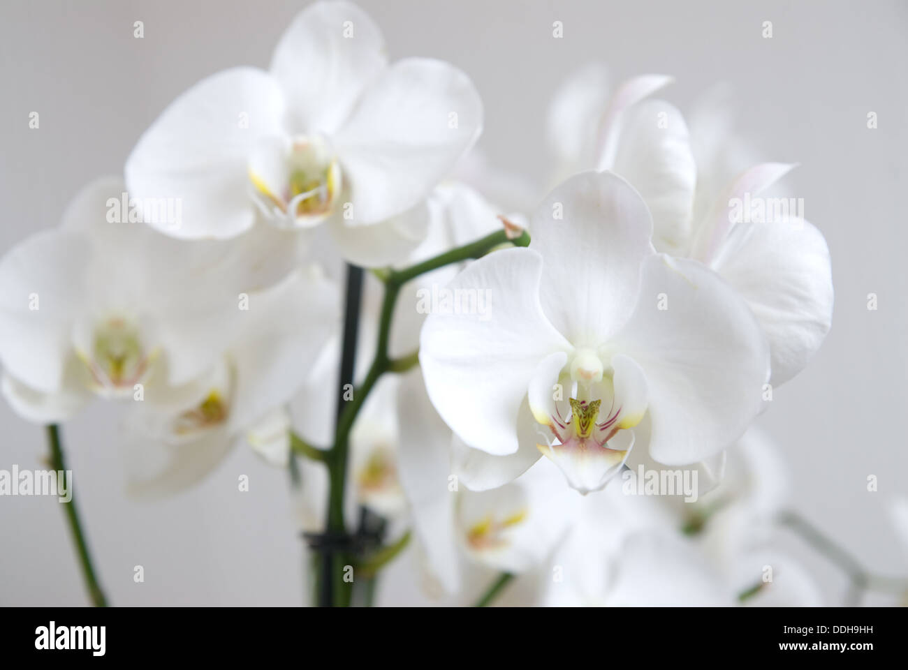 Zweig der weiße Orchidee Stockfoto