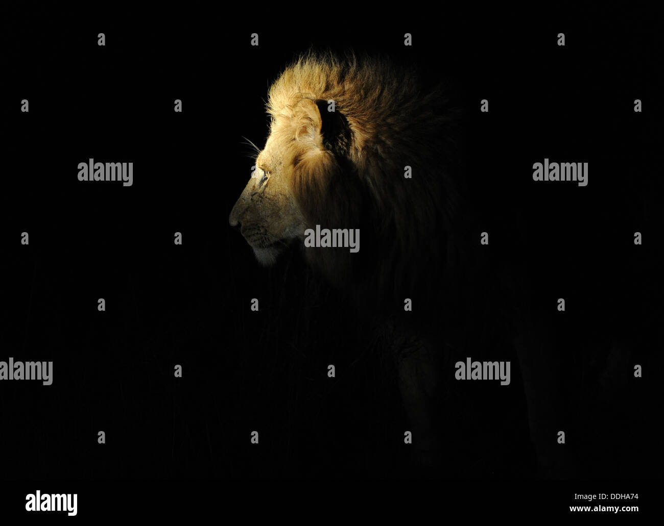 Löwenkopf in der Nacht, Profil Stockfoto