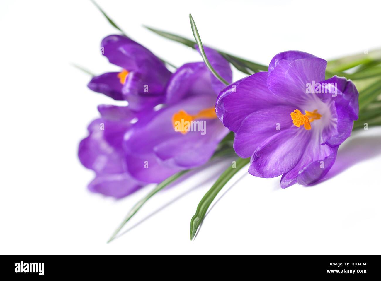 Crocus Blumenstrauß isoliert auf weiss Stockfoto