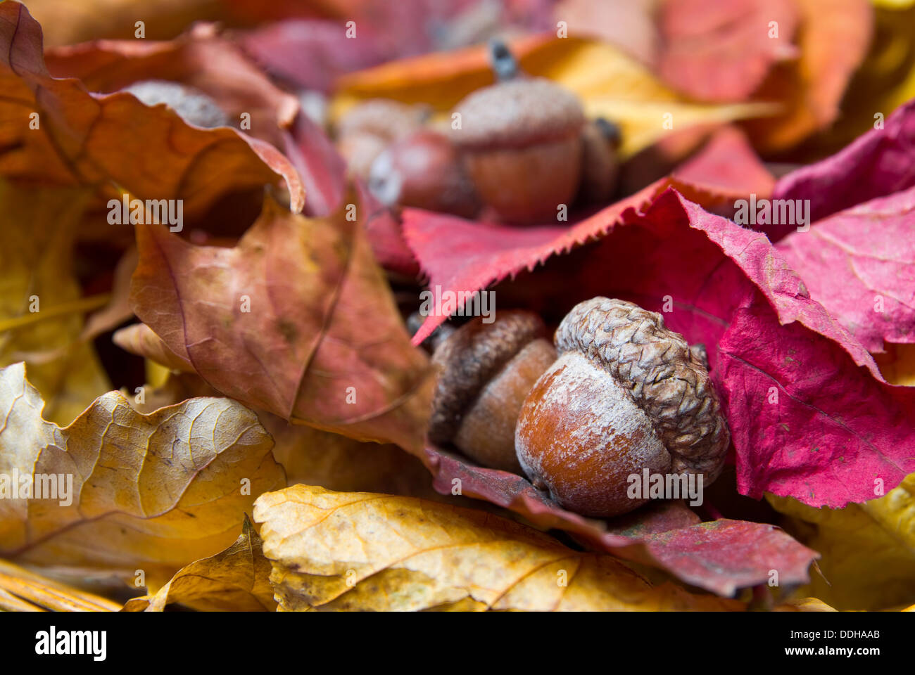 Eicheln mit Herbstlaub Stockfoto